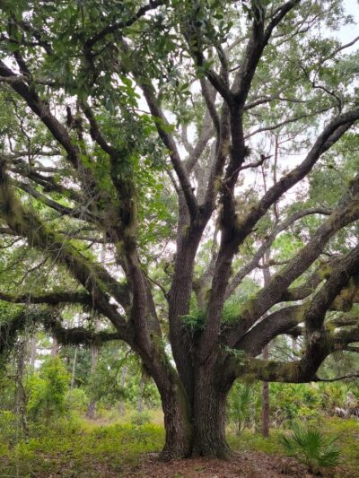 Micco Scrub Sanctuary - Palm Bay, FL