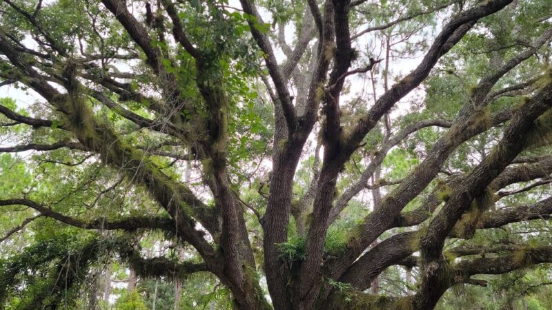 Micco Scrub Sanctuary - Palm Bay, FL