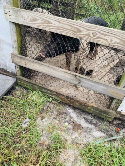 Micco Scrub Sanctuary - Palm Bay, FL