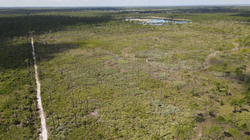 Micco Scrub Sanctuary - Palm Bay, FL