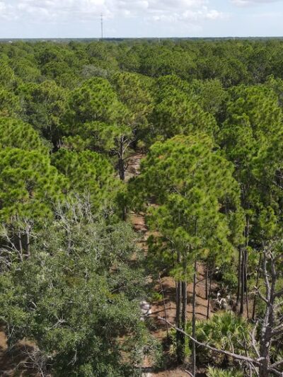 Micco Scrub Sanctuary - Palm Bay, FL