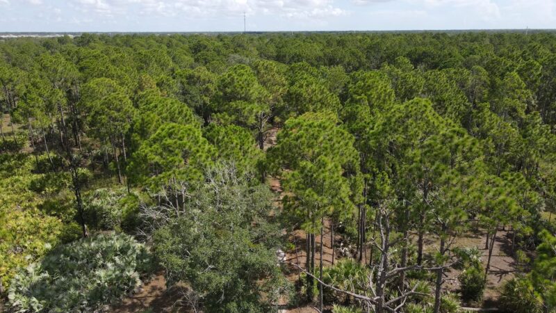 Micco Scrub Sanctuary - Palm Bay, FL