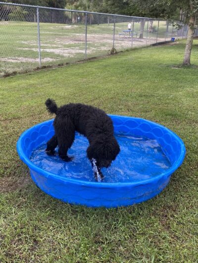 Palm Bay Regional Dog Park - Palm Bay, FL