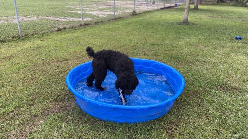Palm Bay Regional Dog Park - Palm Bay, FL