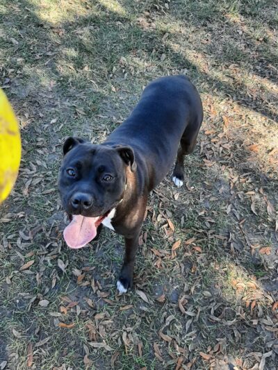 Palm Bay Regional Dog Park - Palm Bay, FL