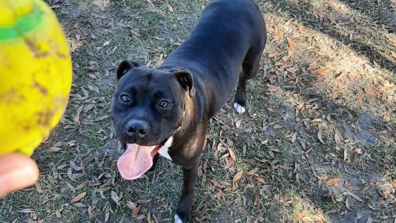 Palm Bay Regional Dog Park - Palm Bay, FL