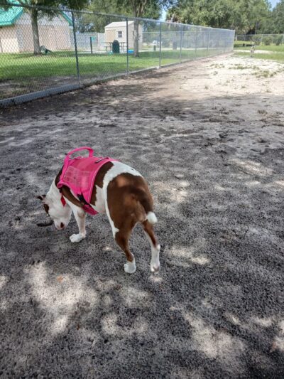 Palm Bay Regional Dog Park - Palm Bay, FL