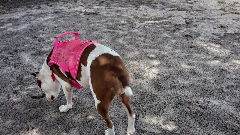 Palm Bay Regional Dog Park - Palm Bay, FL