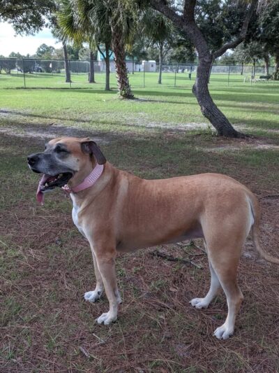 Palm Bay Regional Dog Park - Palm Bay, FL