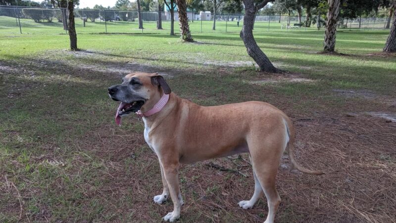 Palm Bay Regional Dog Park - Palm Bay, FL