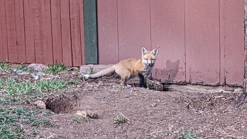 Columbine Park - Palmer Lake, CO