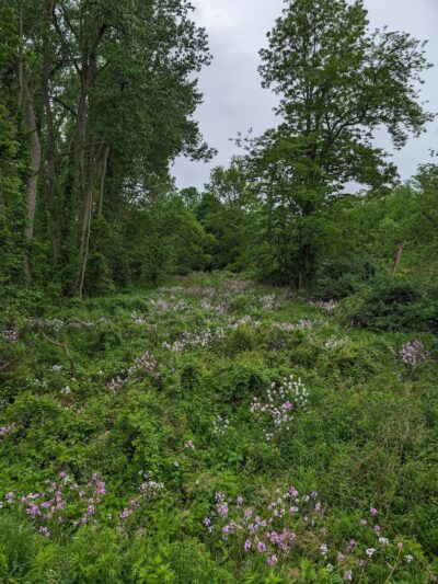 Swift's Landing - Palmyra, NY