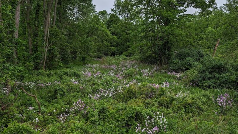 Swift's Landing - Palmyra, NY