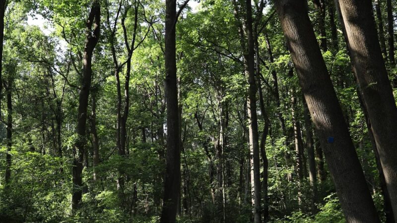 Palmyra Trail - Palmyra, PA