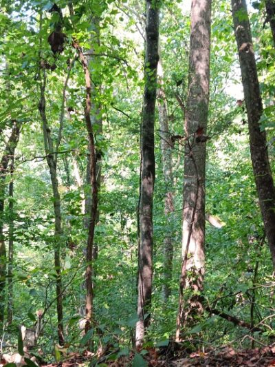 Fluvanna Rail Trail - Palmyra, VA