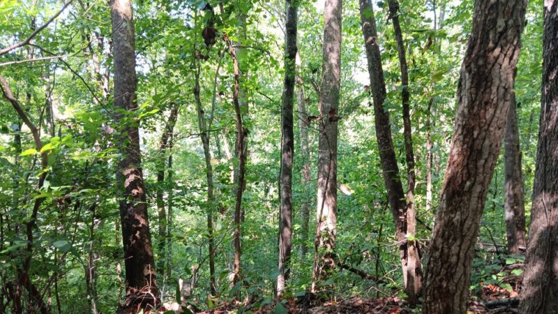 Fluvanna Rail Trail - Palmyra, VA
