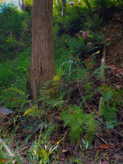 Fluvanna Rail Trail - Palmyra, VA