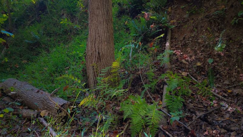 Fluvanna Rail Trail - Palmyra, VA