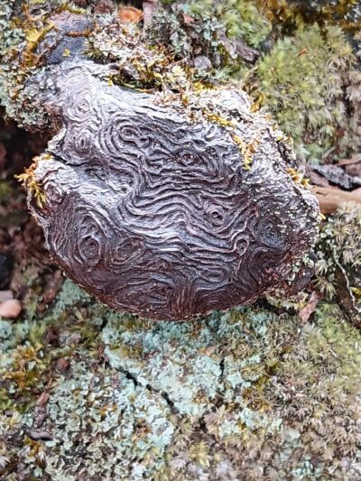 Scheier Natural Area - Palmyra, VA