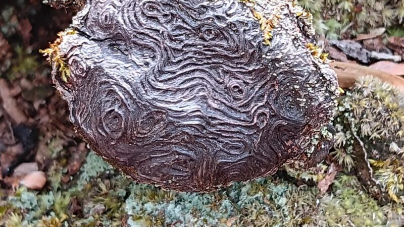Scheier Natural Area - Palmyra, VA