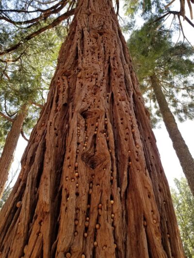 Palomar County Park - Palomar Mountain, CA