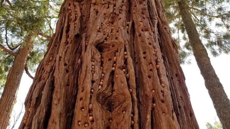 Palomar County Park - Palomar Mountain, CA