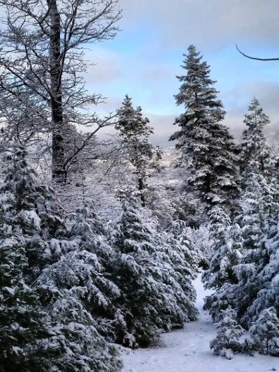 Palomar County Park - Palomar Mountain, CA