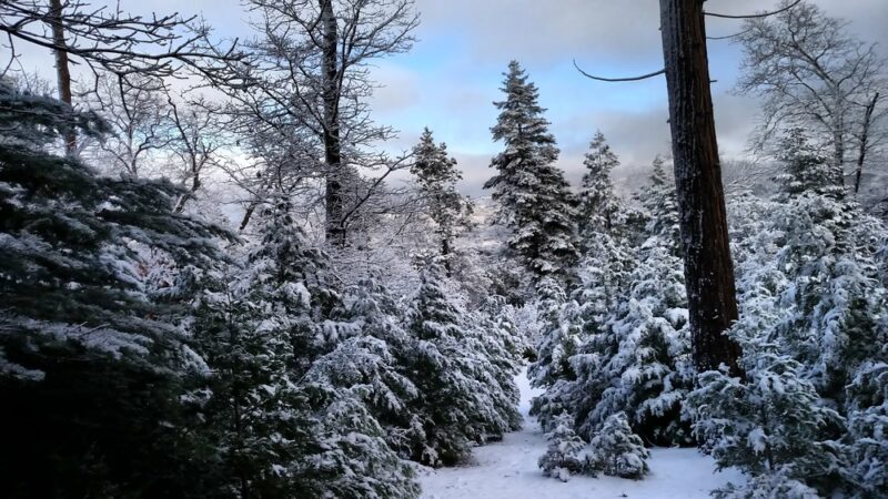 Palomar County Park - Palomar Mountain, CA