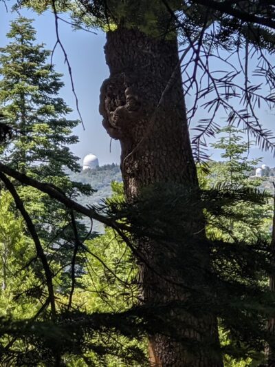 Palomar County Park - Palomar Mountain, CA