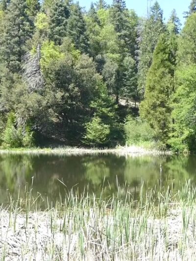 Palomar Mountain State Park - Palomar Mountain, CA