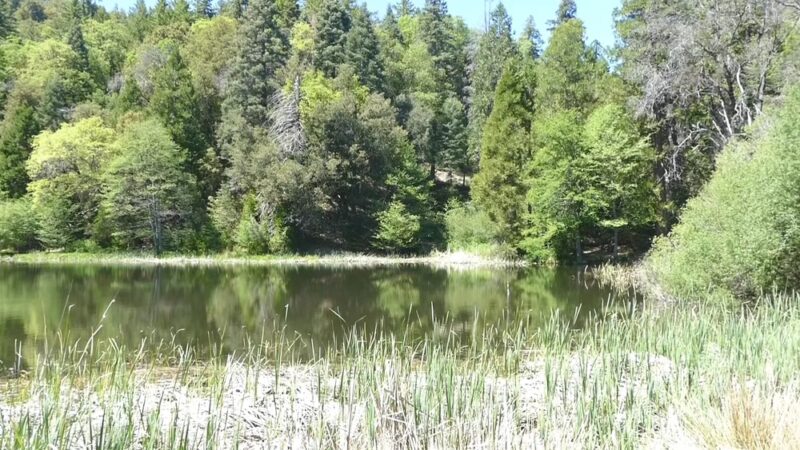 Palomar Mountain State Park - Palomar Mountain, CA