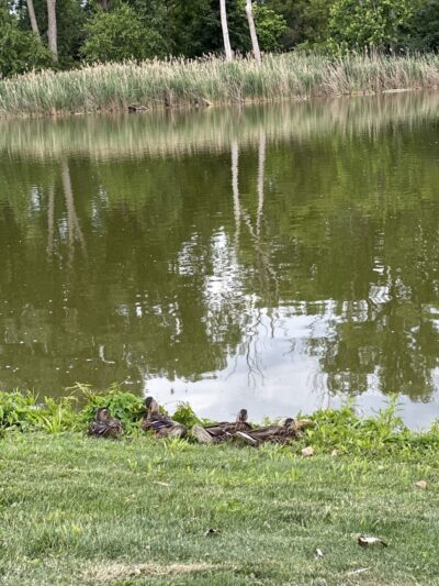 Bennett Park - Palos Hills, IL