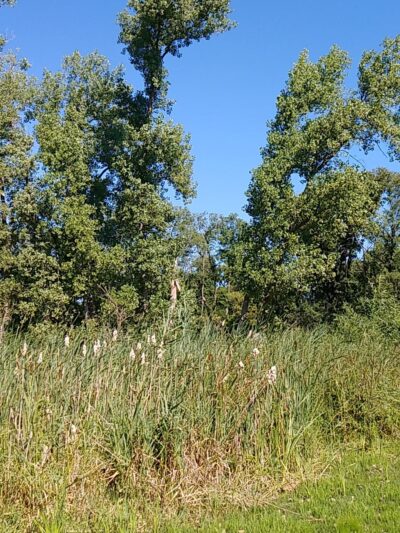 Palos Fen Nature Preserve - Palos Hills, IL