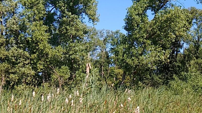 Palos Fen Nature Preserve - Palos Hills, IL