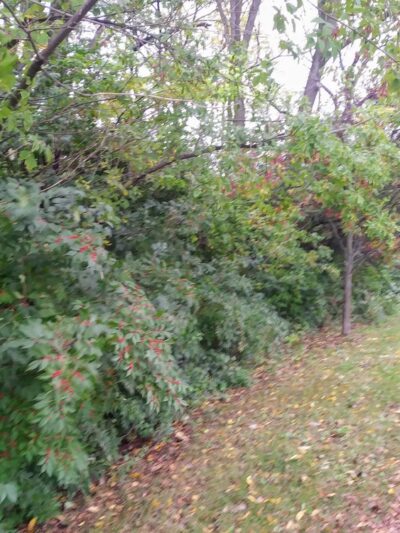 Palos Fen Nature Preserve - Palos Hills, IL