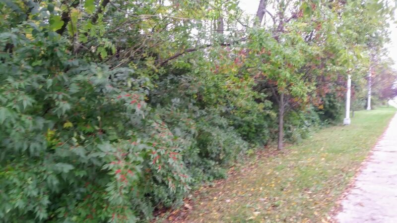 Palos Fen Nature Preserve - Palos Hills, IL