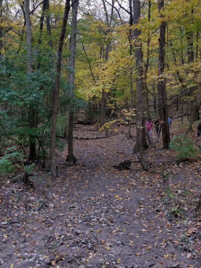 Teason's Woods - Palos Hills, IL
