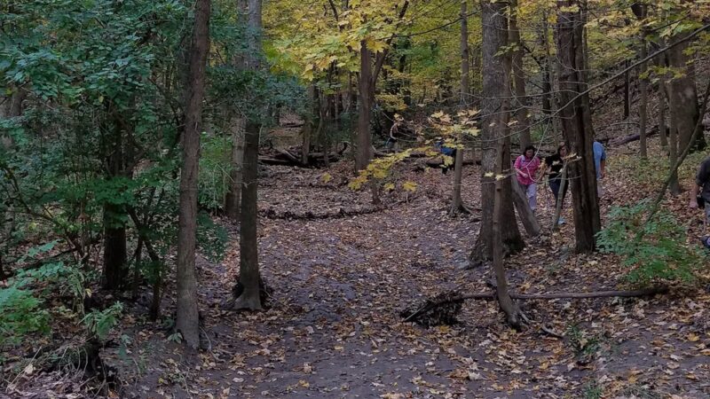 Teason's Woods - Palos Hills, IL