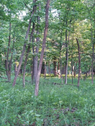 Teason's Woods - Palos Hills, IL