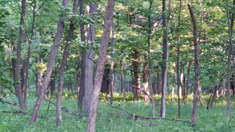 Teason's Woods - Palos Hills, IL