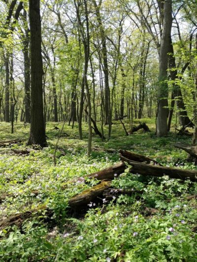 Palos Park Woods-North - Palos Park, IL