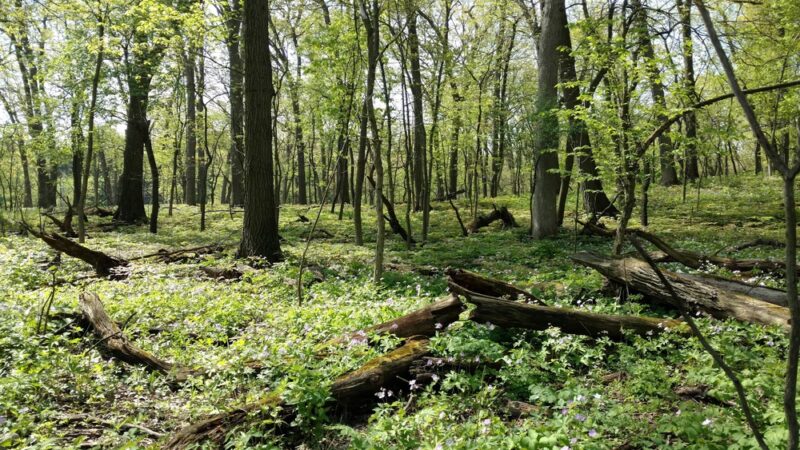 Palos Park Woods-North - Palos Park, IL