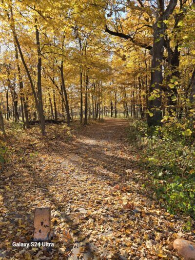 Palos Park Woods-North - Palos Park, IL