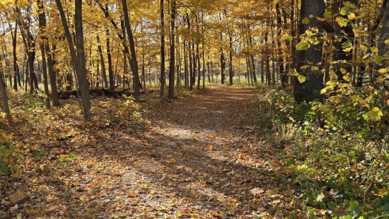 Palos Park Woods-North - Palos Park, IL
