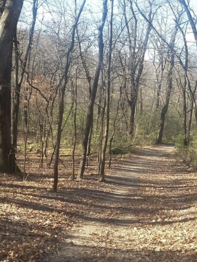 Palos Park Woods-North - Palos Park, IL