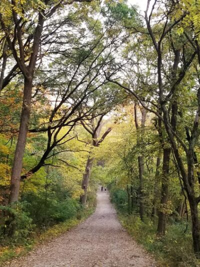 Palos Park Woods-South - Palos Park, IL