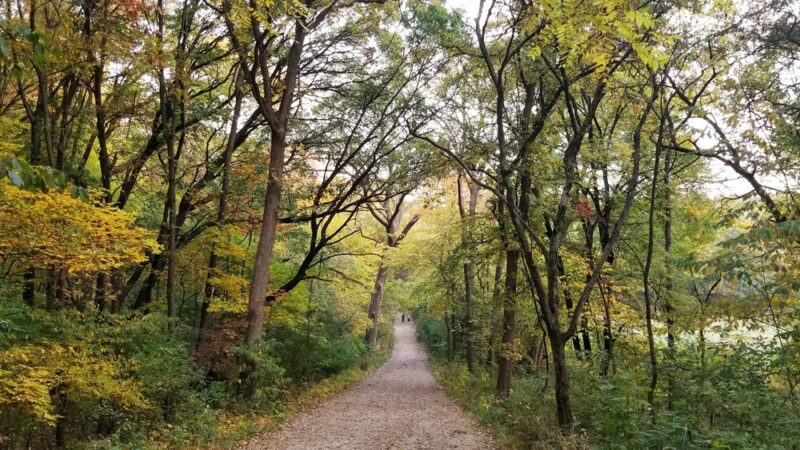 Palos Park Woods-South - Palos Park, IL