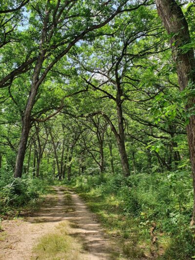 Palos Park Woods-South - Palos Park, IL