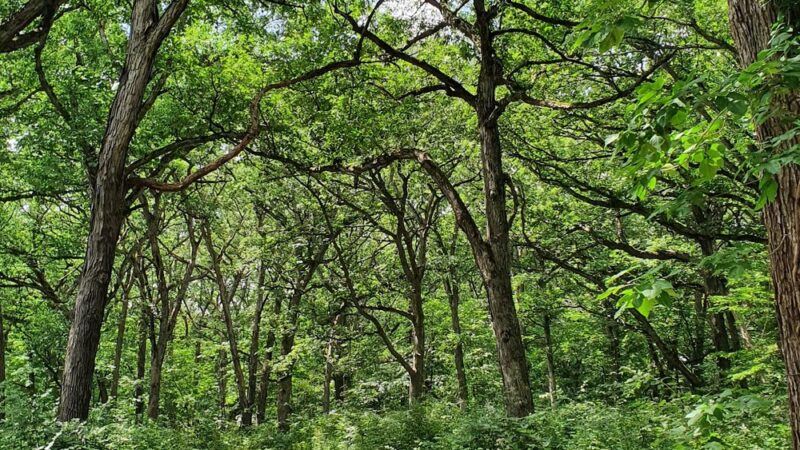 Palos Park Woods-South - Palos Park, IL