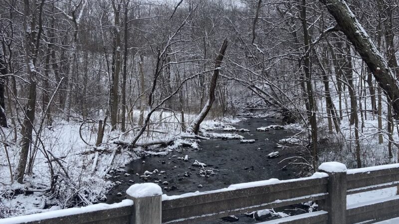 Palos Park Woods-South - Palos Park, IL